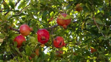 Sağlıklı ve organik nar ağacı 