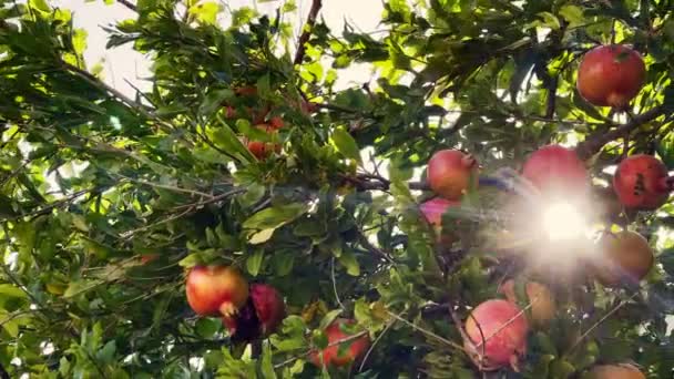 Árbol Granada Saludable Orgánico — Vídeos de Stock