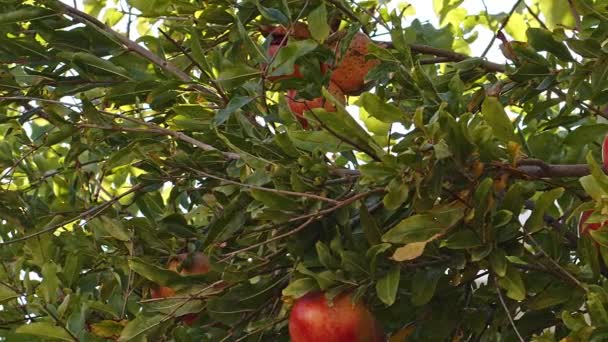 Gesunder Und Biologischer Granatapfelbaum — Stockvideo