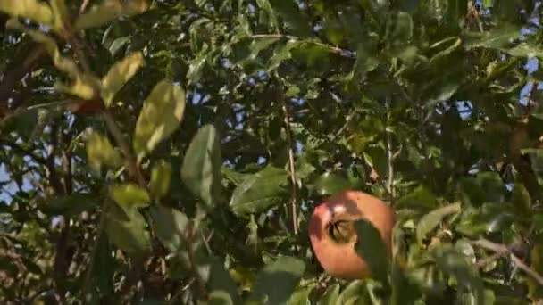 Árbol Granada Saludable Orgánico — Vídeos de Stock
