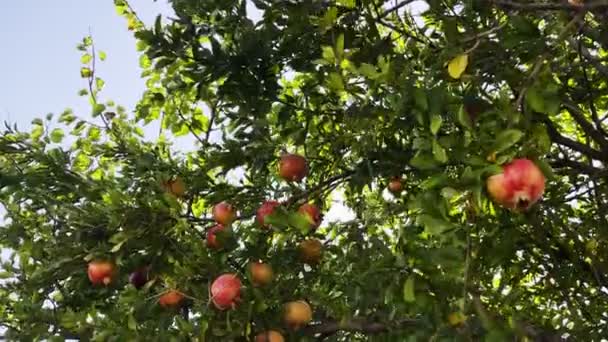 Healthy Organic Pomegranate Tree — Stock Video