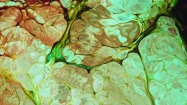 Soyut Su Boyası Difüzyon Patlama Sanatı. Organik suluboya boya, süt ve sabundan yapılmış. Süt ve sabun arasında kimyasal bir reaksiyon. Renkli gerçeküstü şekiller ortaya çıkıyor. Grunge Sanat Mürekkebi Gıda Boyası Patlama Arkaplanı Patlaması. 