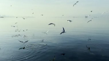 Deniz kenarında uçan kuş martıları.