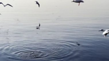 Deniz kenarında uçan kuş martıları.
