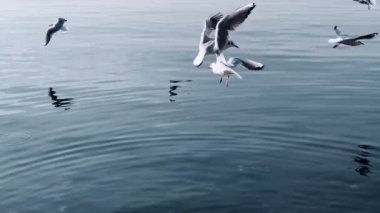 Deniz kenarında uçan kuş martıları.