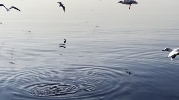 海の近くを飛ぶ動物の鳥のカモメ — ストック動画
