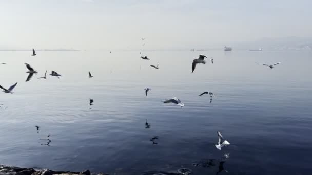 Чайки Птахів Летять Біля Морського Узбережжя — стокове відео