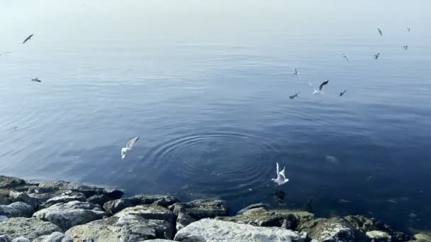 Чайки Птахів Летять Біля Морського Узбережжя — стокове відео