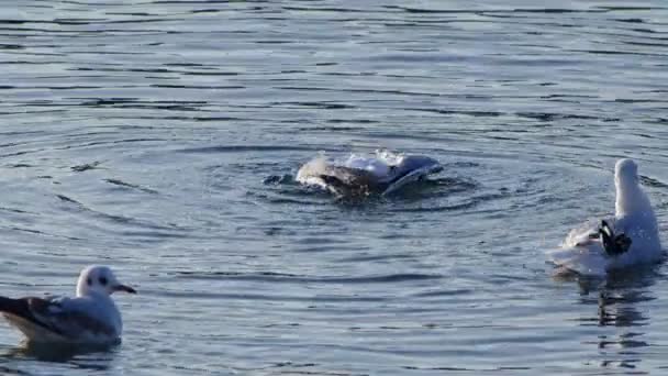 Чайки Птахів Летять Біля Морського Узбережжя — стокове відео