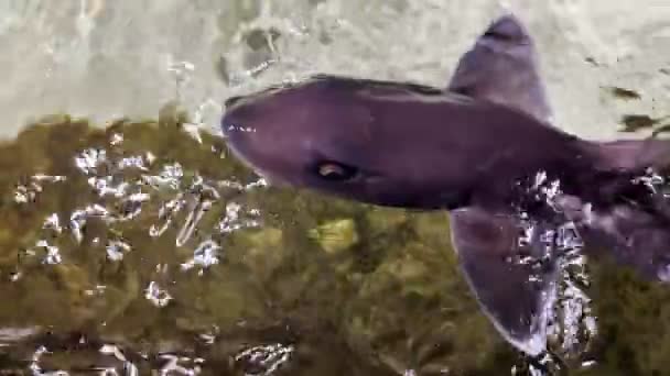 Grey Smooth Hound Shark Species Underwater — Vídeos de Stock