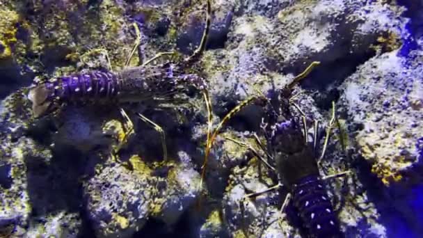 Stachelige Hummer Unter Wasser — Stockvideo