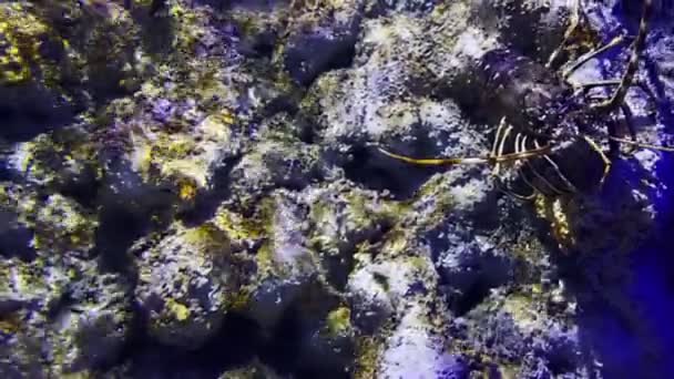 Spiny Lobster Underwater — Stock Video
