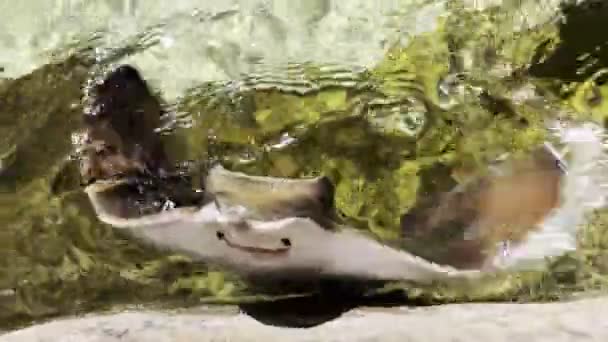 Stingray Fish Pool Swim Surface — Stock Video