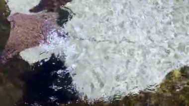  Yüzeye Yüzen Havuzdaki Stingray Fish 