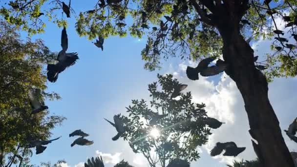 Птахи Тварини Літають Природі — стокове відео