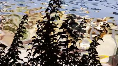 Bitki Yaprakları Siluet ve Su Havuzu