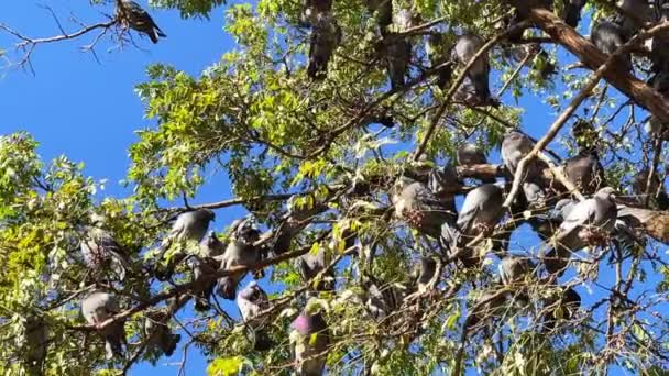 Тваринні Пташки Дереві — стокове відео