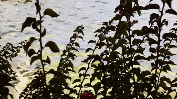 Plantenbladeren Silhouet Water Zwembad — Stockvideo