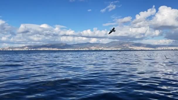 平静的大海和海鸥 — 图库视频影像