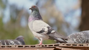 Hayvan Kuş Güvercinleri Kapatın