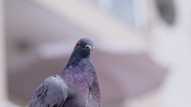Hayvan Kuş Güvercinleri Kapatın