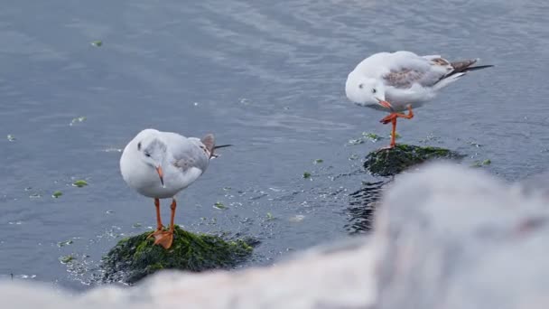 Gaivotas Pássaros Animais Água Mar — Vídeo de Stock