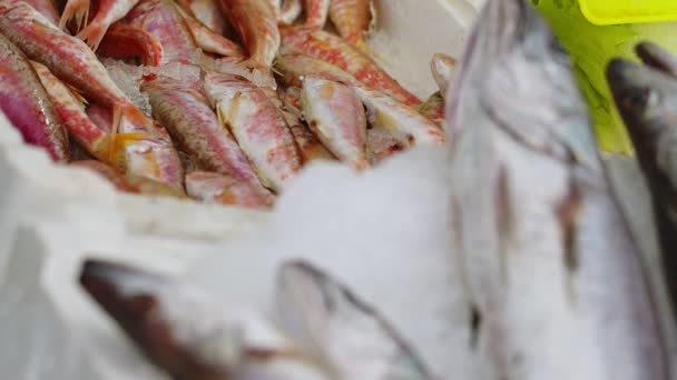 Comida Cruda Peces Hielo Tienda Pescado — Vídeo de stock