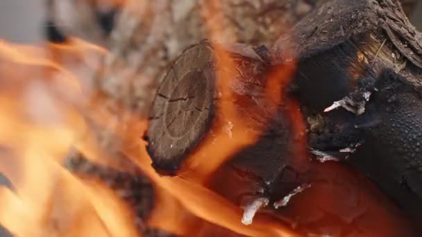 灰と煙の中のオークの木の火 — ストック動画