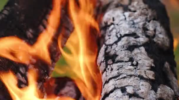 灰と煙の中のオークの木の火 — ストック動画