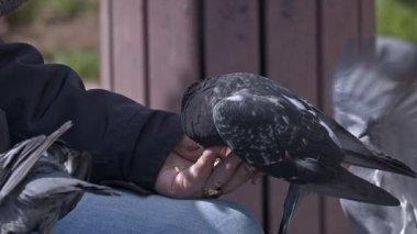 Güvercinler insan elinden yiyor. 