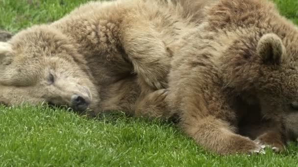 Ursos Selvagens Animais Natureza — Vídeo de Stock
