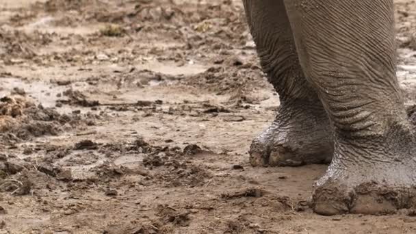 Pie Elefante Animal Grande Caminando Sobre Suelo — Vídeo de stock