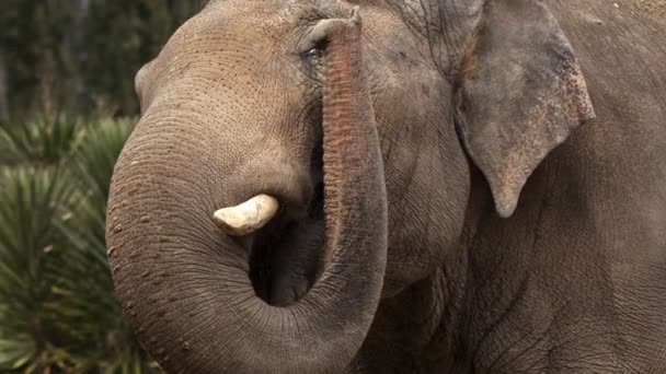 Grand Éléphant Animal Dans Nature — Video