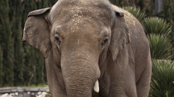 Grand Éléphant Animal Dans Nature — Video