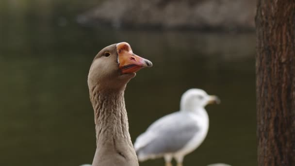 Greylag Goose Στη Φύση — Αρχείο Βίντεο