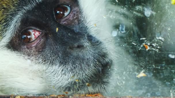 Cativados Macaco Triste Por Trás Vidro Sujo — Vídeo de Stock