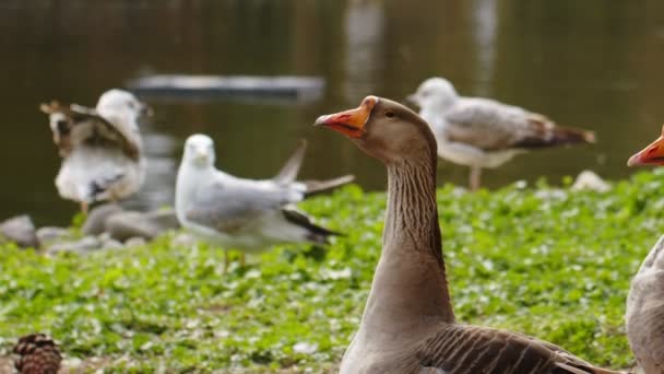 Graugans Der Natur — Stockvideo