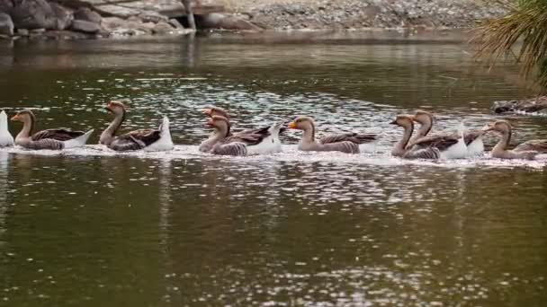 Greylag Husa Přírodě — Stock video