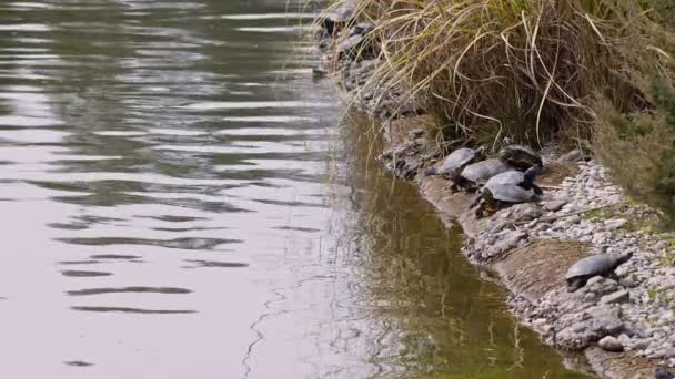 Schildkröten Der Nähe Des Sees — Stockvideo