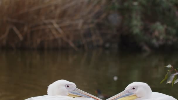 Göl Kenarındaki Beyaz Pelikanlar — Stok video