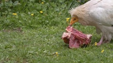 Hayvan Kuş Kartalı Çiğ Et yiyor