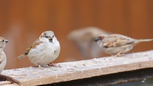 Passero Uccello Animale Pezzo Legno — Video Stock