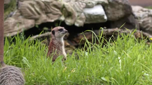 Animal Meerkat Nature — Stock Video