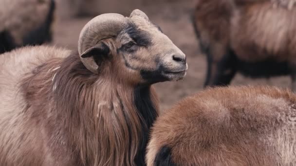 Πρόβατα Ζώων Στον Αχυρώνα — Αρχείο Βίντεο