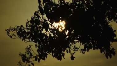 Rüzgarda ağaç yaprakları Akşam güneşinde 