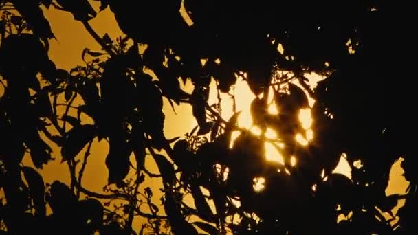 Δέντρο Αφήνει Στον Άνεμο Βράδυ Φως Του Ήλιου — Αρχείο Βίντεο