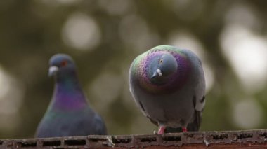 Doğadaki Hayvan Kuş Güvercinleri