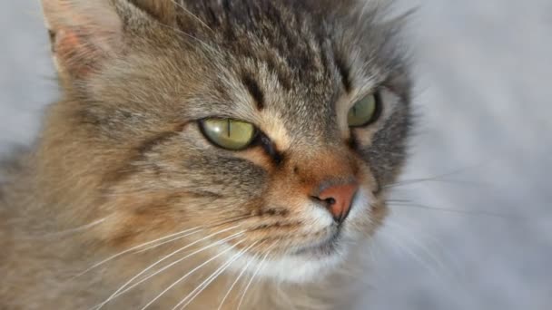 Gato Animal Estimação Mamífero Doce — Vídeo de Stock