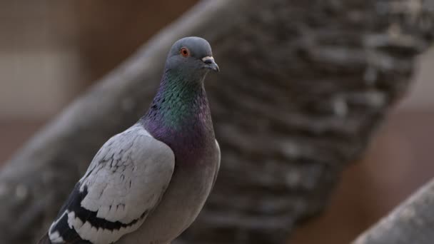 Tierischer Vogel Tauben Der Natur — Stockvideo