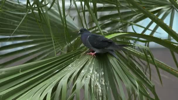 Doğadaki Hayvan Kuş Güvercinleri — Stok video